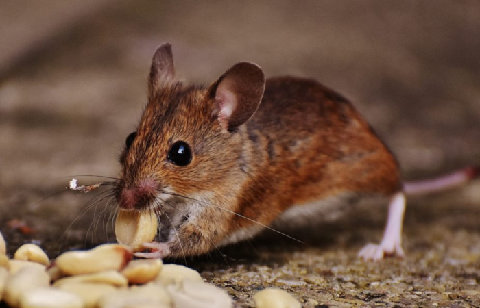Nieuw in assortiment: Protexx muizen en ratten snaptrap tunnel